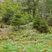 Wald