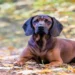 Bayerischer BGS Gebirgsschweißhund Ina Rose